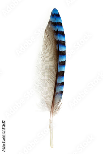 feather of Eurasian Jay, Garrulus glandarius