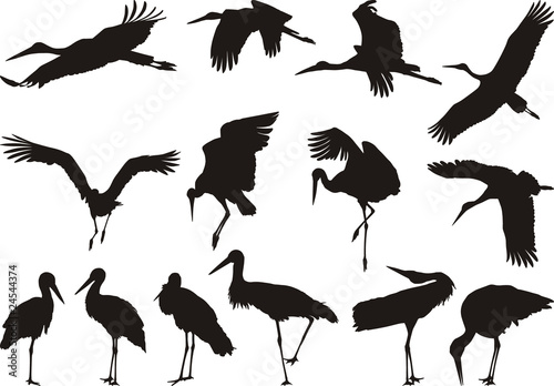 Stork silhouettes - vector