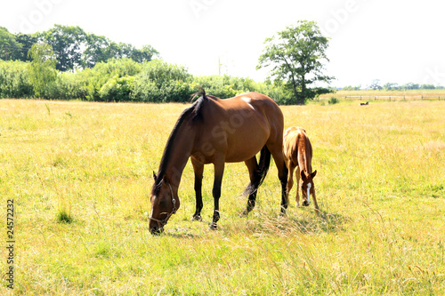 horses in a meadow