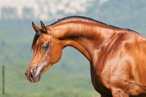 bay arabian stallion portrait