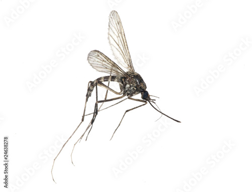 small mosquito isolated on white