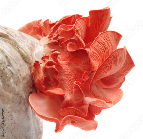 Pink oyster mushroom emerges out from seed
