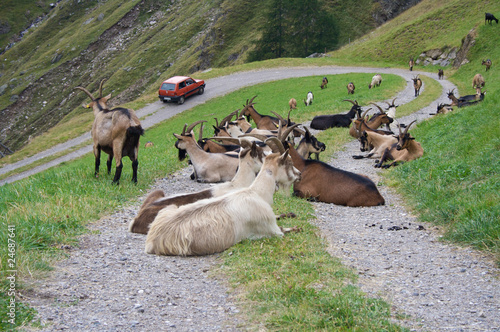 Animals Blocking Mountain Road