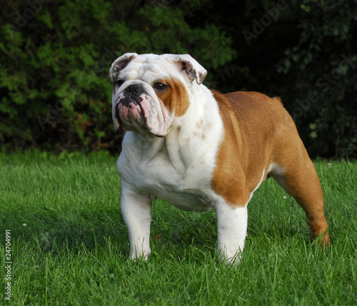 male english bulldog