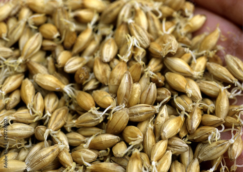 Closeup of malt grain fermenting.