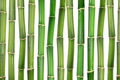 bambus