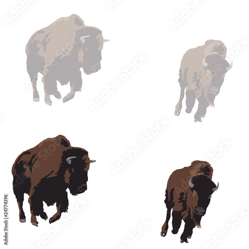American bison galloping, two color versions