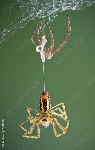 Argiope spider after shedding