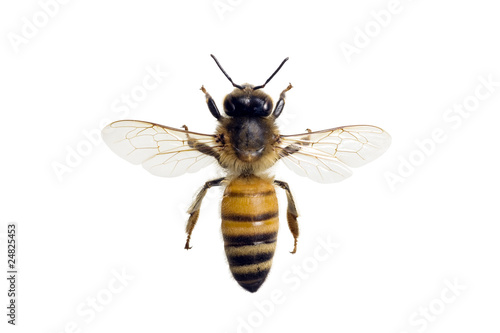 Bee, Apis mellifera