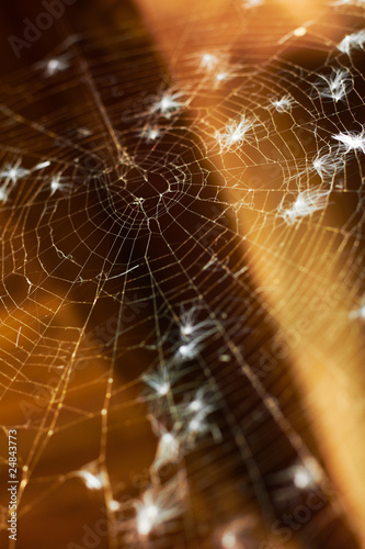 Old spider web. Shallow DOF.