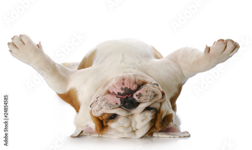 dog laying on his back