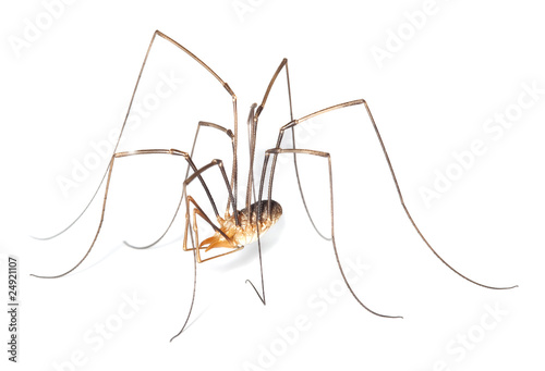 Harvestman isolted on white background.