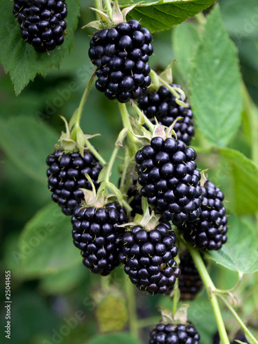 Brombeeren - Rubus sectio Rubus