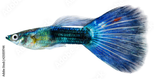 Guppy fish (Poecilia reticulata)