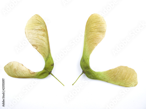 sycamore seeds