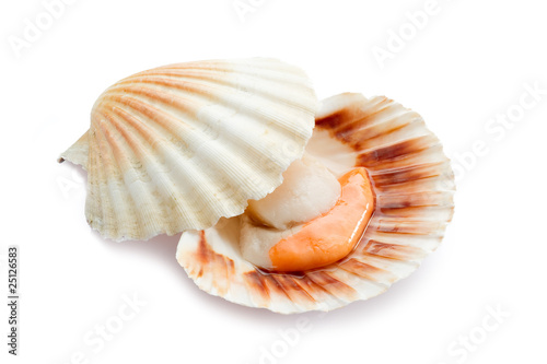 raw scallop - cappasanta cruda