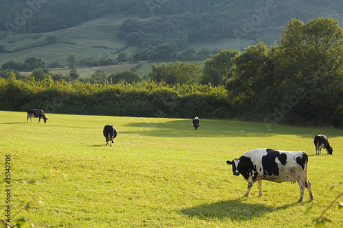 Vacas pastando