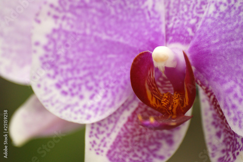 Coeur d'orchidée