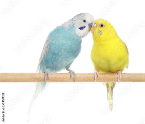 Pair of Budgerigars