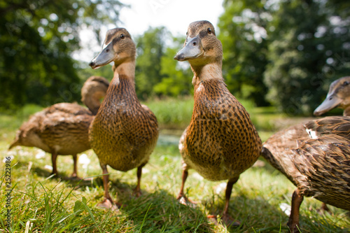 Cute ducklings