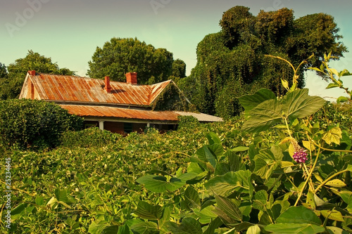 Decaying house amid field of kudzu