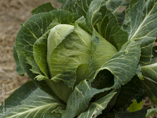 organic gardening homegrown cabbage sugarloaf