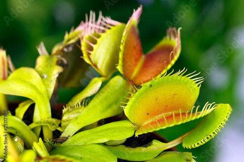 Dionaea muscipula , Venusfliegenfalle.fleischfressende Pflanze