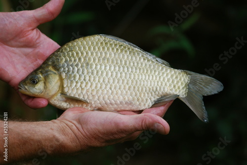 Karausche (Carassius carassius) seltene Fischart