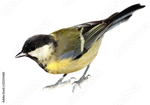 Great Tit, Parus major