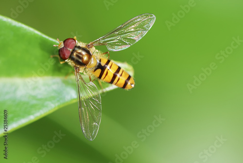 Hoverfly