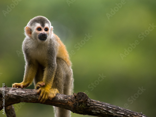 Squirrel monkey in a branch in Costa Rica