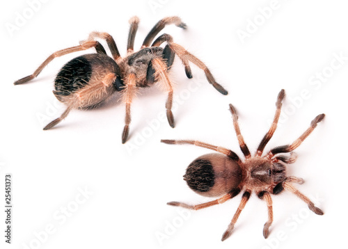 beautiful spiders isolated on white background