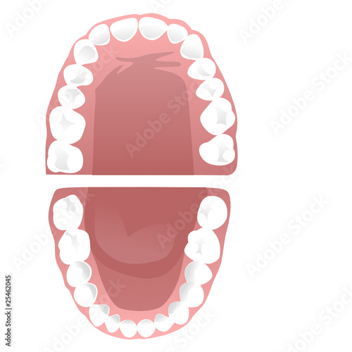 teeth vector