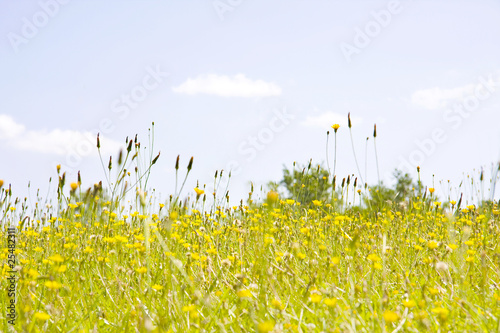 flores y campo