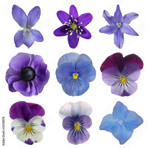 Collection of blue flowers