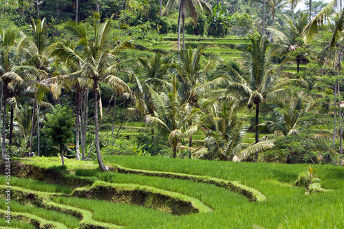The tropical nature. Indonesia. Bali.