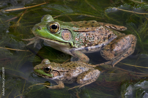 Two bull frogs