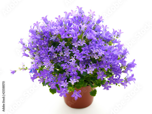 campanula flowers isolated on white