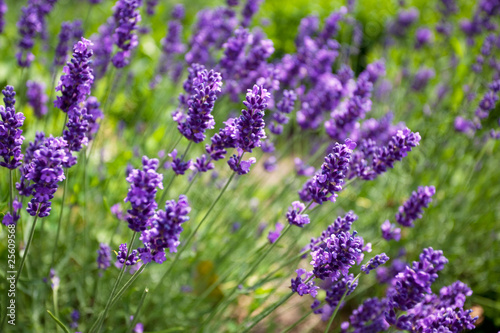 Lavendel Lavandula angustifolia