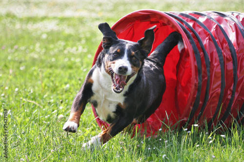 Agility - Appenzeller im Tunnel