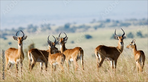Group of antelopes the impala.