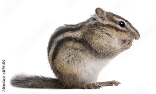 Siberian chipmunk, Euamias sibiricus