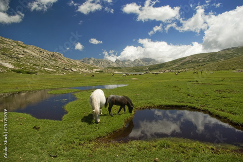 Corsica: cavalli al pascolo sul lago di Nino 4