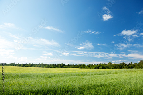 oat field and sunny sky