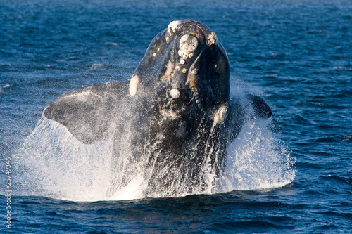 A Right Whale in Peninsula Valdes, Argentina.