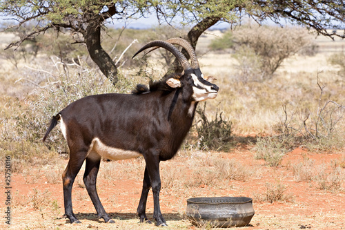 sable antelope waiting