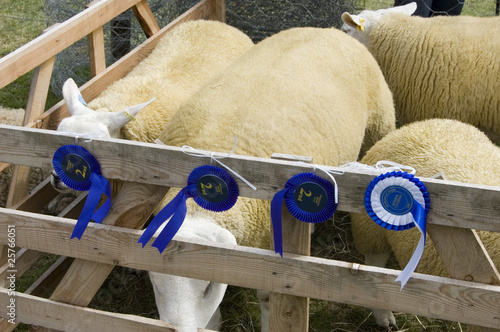 Prize winning sheep at country show