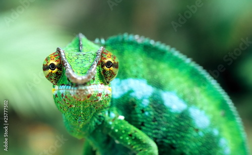 Caméléon mâle dit "Endormi".