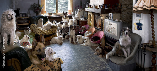 Portret 24 psów w salonie przed telewizorem