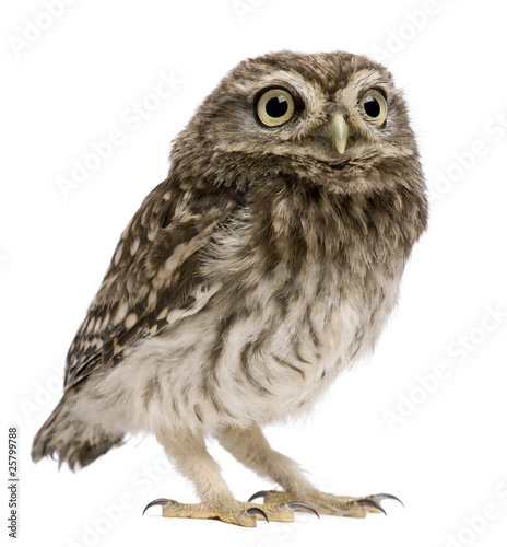 Little Owl, 50 days old, Athene noctua